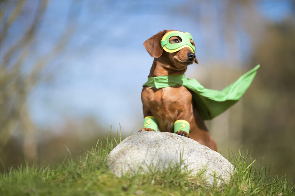 Maked superhero dog on lookout