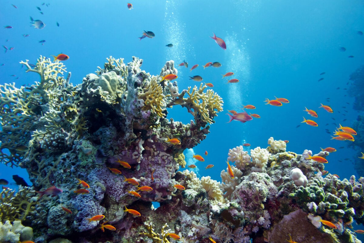 coral reef with hard corals and exotic fishes at the bottom of tropical sea on blue water